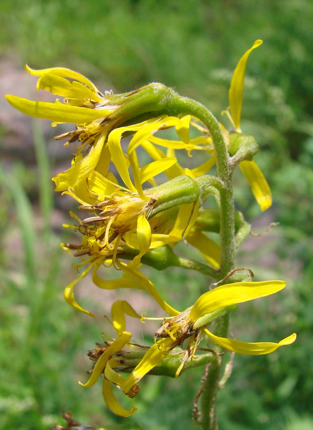 Image of Ligularia sibirica specimen.