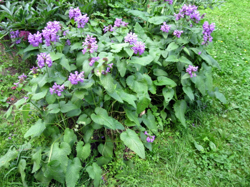 Изображение особи Betonica macrantha.
