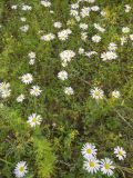 Chrysanthemum zawadskii