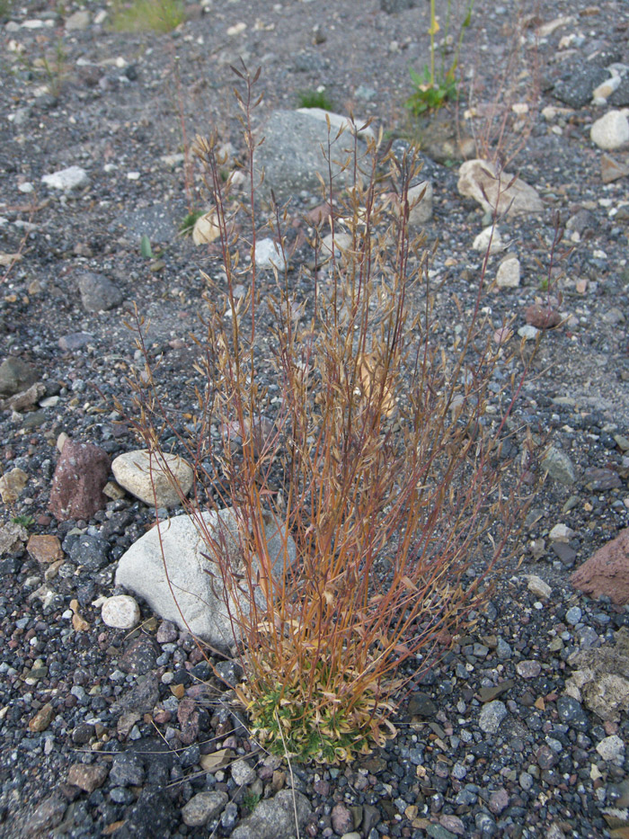 Image of Draba siliquosa specimen.