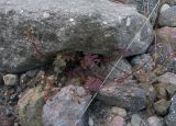 Scrophularia olgae. Плодоносящее растение на каменистом берегу горной реки. Кабардино-Балкария, Зольский р-н, долина Джилы-Су. 27.07.2012.