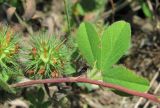 Trifolium lappaceum. Часть побега и соплодие. Абхазия, Гагрский р-н, луг. 13.06.2012.
