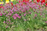 Armeria maritima