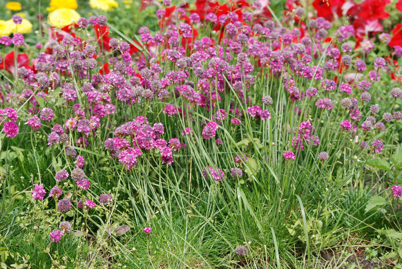 Изображение особи Armeria maritima.