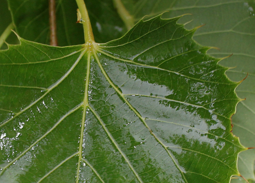 Изображение особи Tilia henryana.