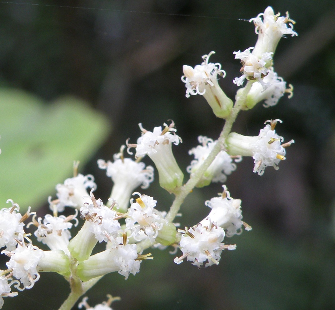 Image of Brachyglottis repanda specimen.