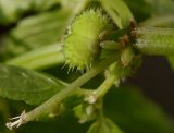 Mercurialis annua. Плод (дробная коробочка) и колонка, оставшаяся после распада плода. Германия, г. Кемпен, у дороги. 06.09.2012.