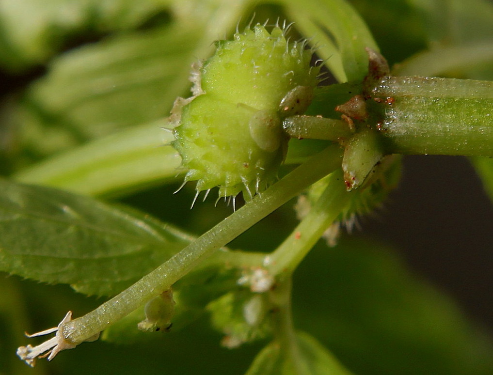 Изображение особи Mercurialis annua.