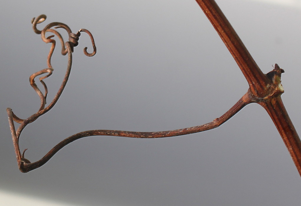Image of genus Vitis specimen.