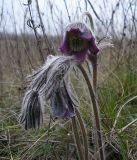 Pulsatilla bohemica