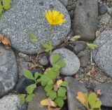 Chorisis repens. Цветущее растение на галечном пляже. Приморье, окр. пос. Терней, Малая бухта, каменистый пляж. 03.08.2012.