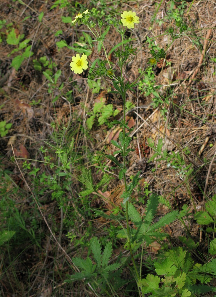 Изображение особи Potentilla recta.