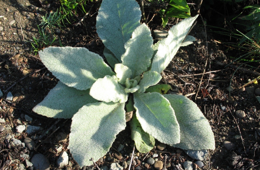 Image of Verbascum thapsus specimen.