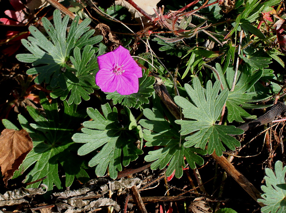 Изображение особи род Geranium.