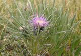 Saussurea leucophylla