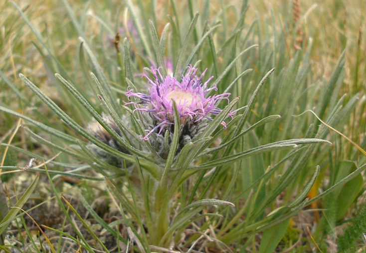 Image of Saussurea leucophylla specimen.