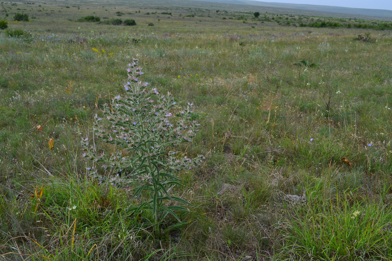 Image of Echium biebersteinii specimen.