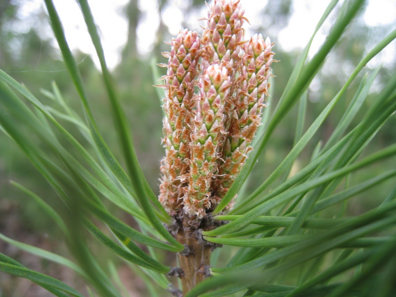 Изображение особи Pinus sylvestris.