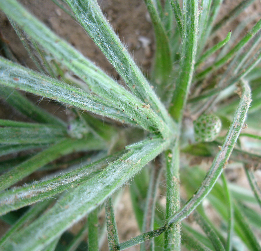 Изображение особи Plantago ovata.