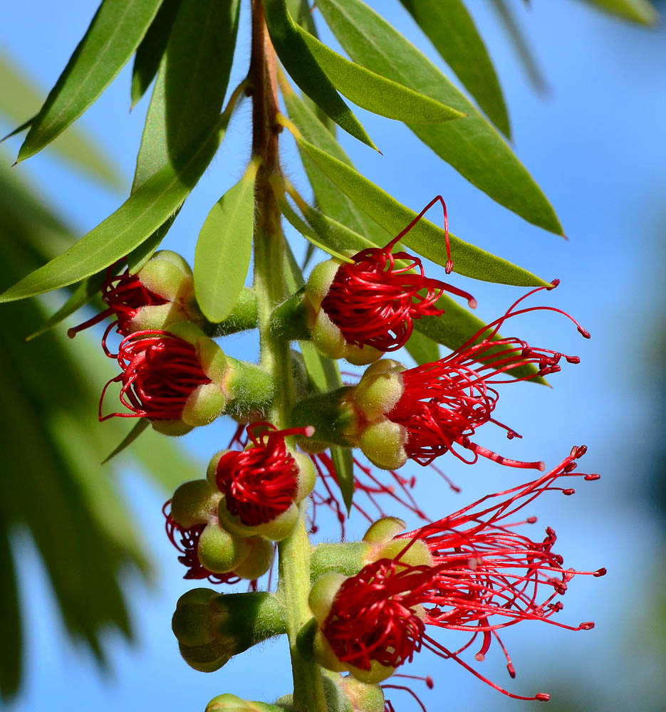 Image of Callistemon phoeniceus specimen.