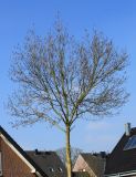 Fraxinus oxycarpa. Крона молодого покоящегося дерева. Германия, г. Кемпен, в озеленении улицы у детской площадки. 22.03.2013.