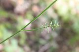 Pimpinella nigra