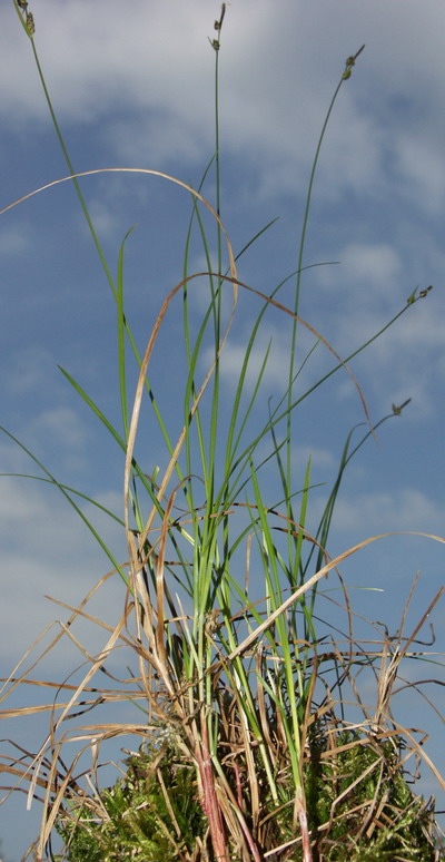 Image of Carex globularis specimen.