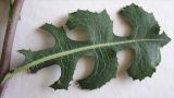 Lactuca serriola. Лист (изнаночная сторона). Израиль, г. Беэр-Шева, возле стены жилого дома. 25.04.2013.