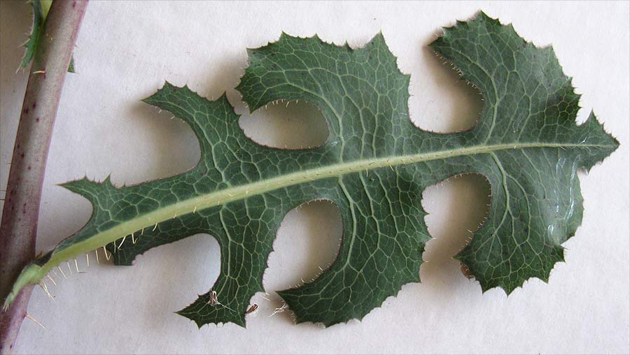 Image of Lactuca serriola specimen.