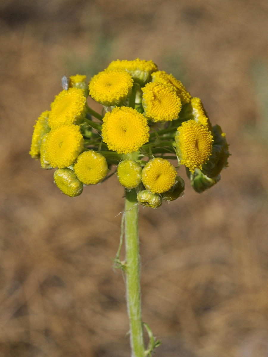 Изображение особи Pseudohandelia umbellifera.