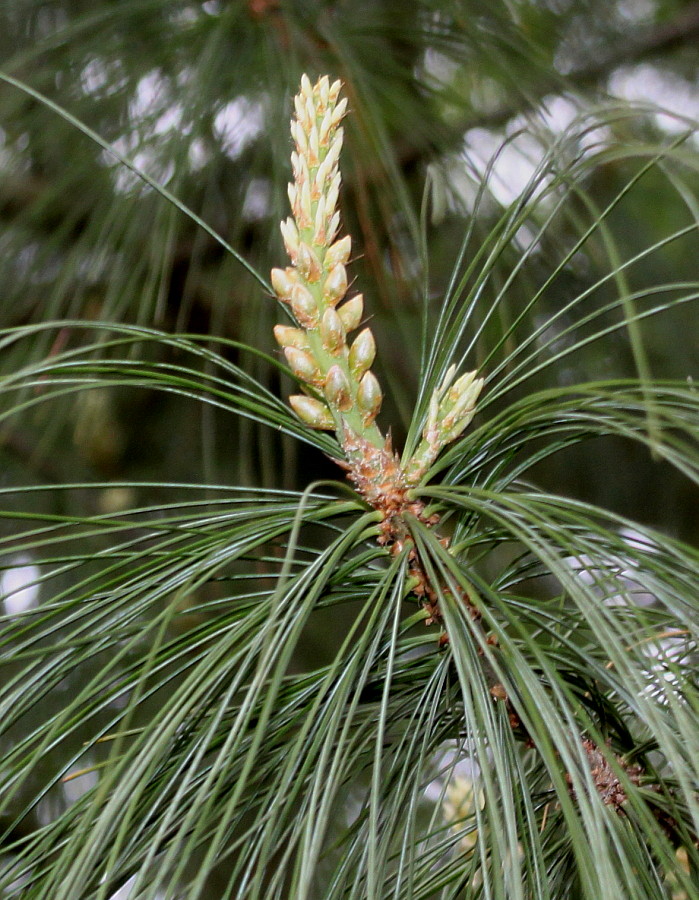 Изображение особи Pinus wallichiana.