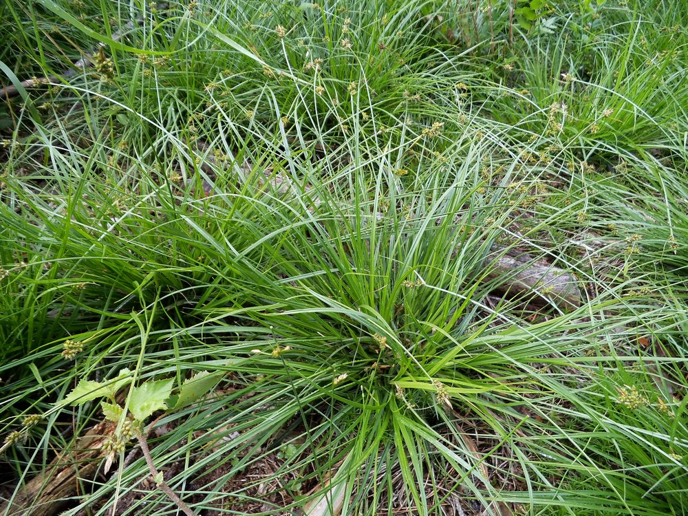 Image of Carex pilulifera specimen.