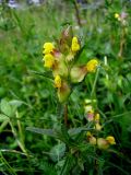 Rhinanthus minor