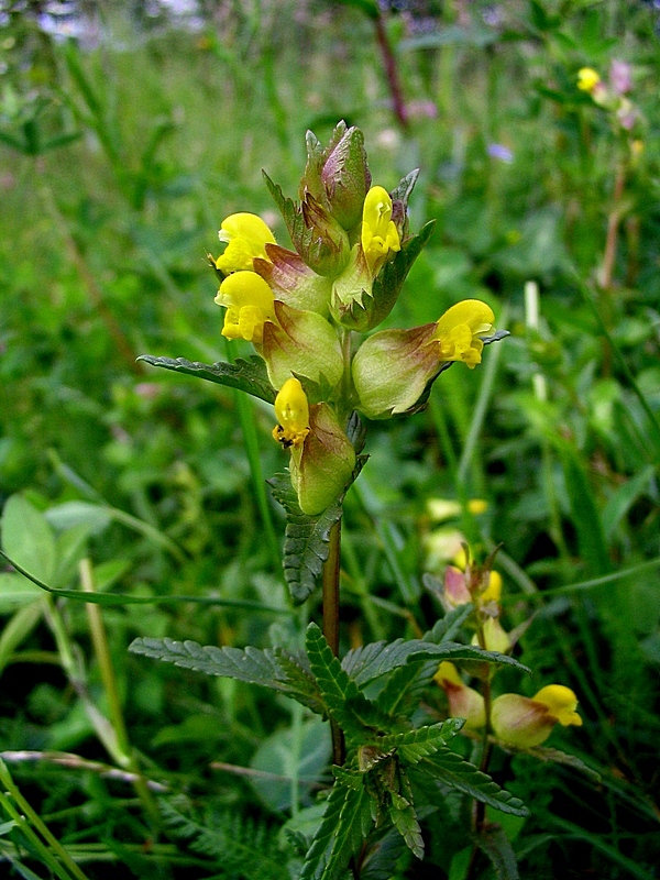 Изображение особи Rhinanthus minor.