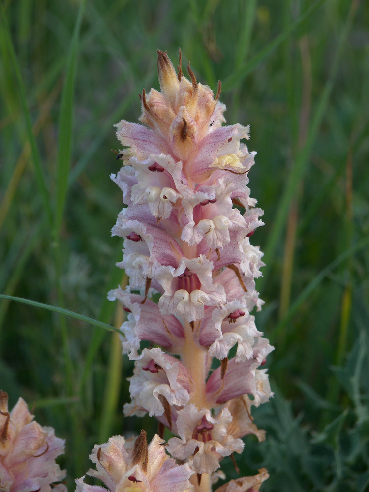 Image of Orobanche alba f. maxima specimen.