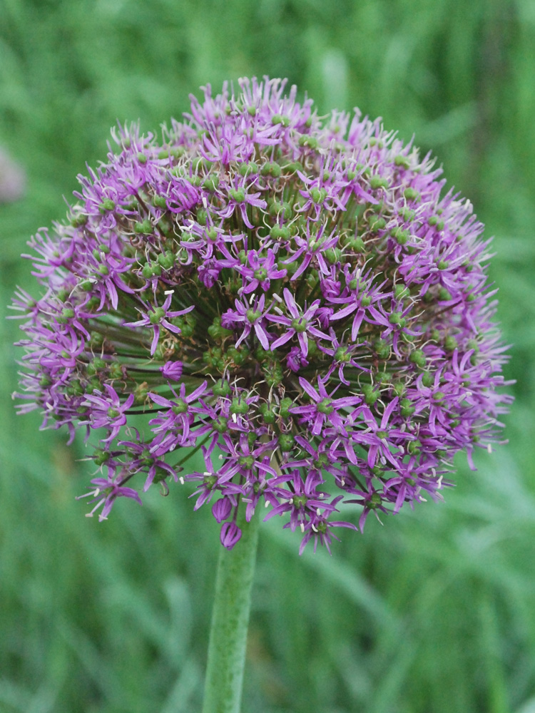 Image of Allium suworowii specimen.