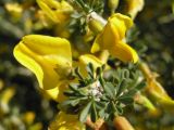 Caragana pumila