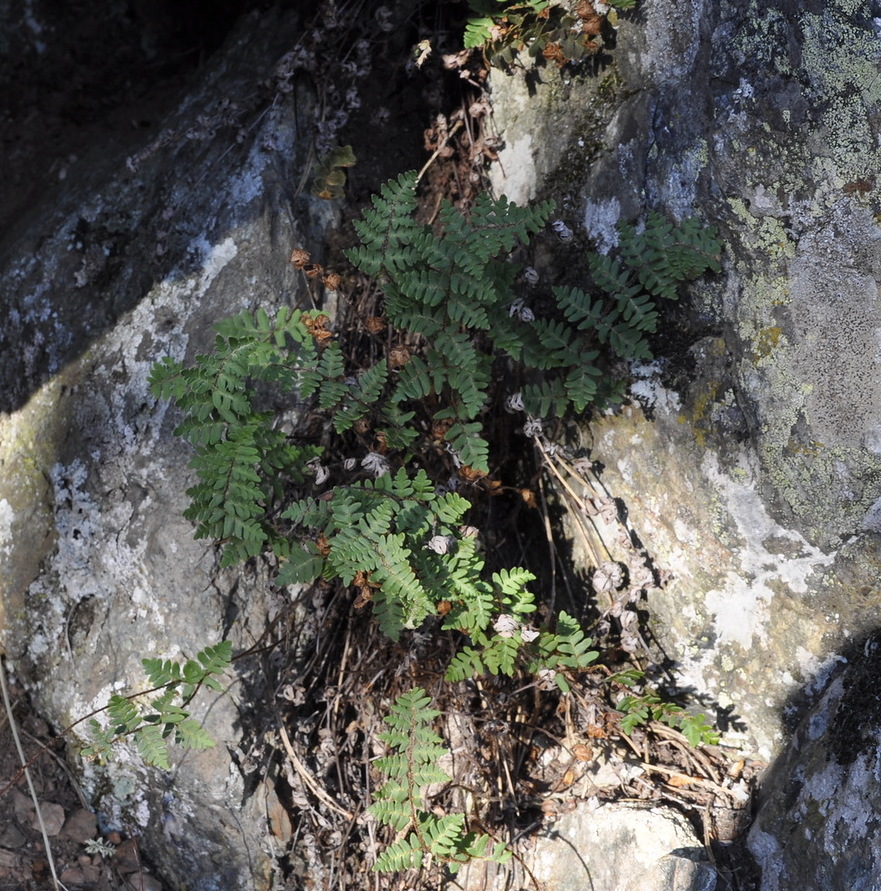 Изображение особи Paragymnopteris marantae.