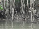 Sonneratia alba. Нижние части стволов с дыхательными корнями. Таиланд, национальный парк Си Пханг-нга. 20.06.2013.