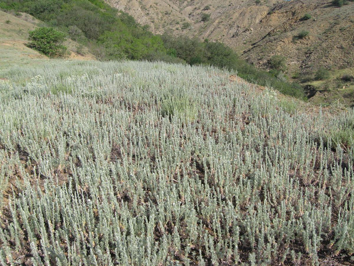 Image of Artemisia austriaca specimen.