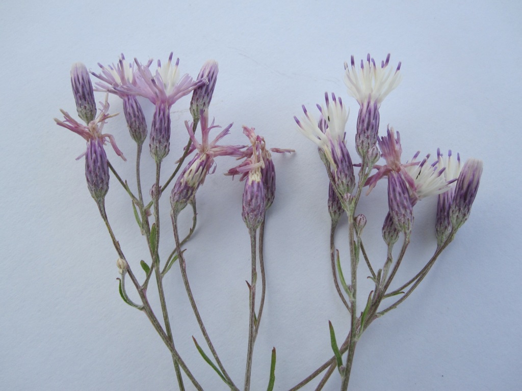 Image of Jurinea multiflora specimen.