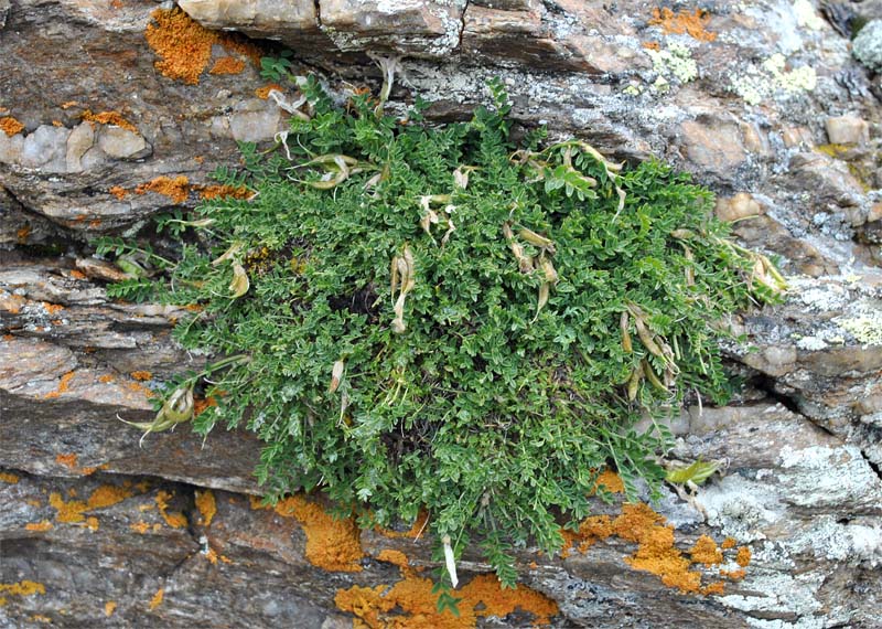 Изображение особи Astragalus levieri.