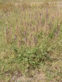Salvia tesquicola. Цветущее и плодоносящее растение. Украина, Запорожская обл., Мелитопольский р-н, недалеко от пгт Мирное, Национальный историко-археологический заповедник \"Каменная Могила\". 06.08.2013.