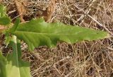 Cirsium arvense. Лист. Украина, Запорожская обл., Мелитопольский р-н, недалеко от пгт Мирное, Национальный историко-археологический заповедник \"Каменная Могила\". 06.08.2013.