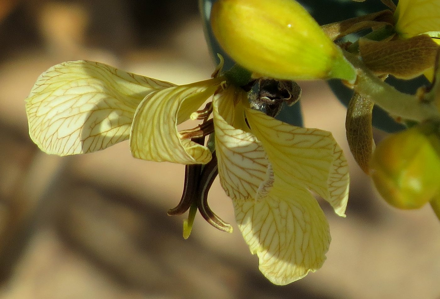 Image of Senna italica specimen.