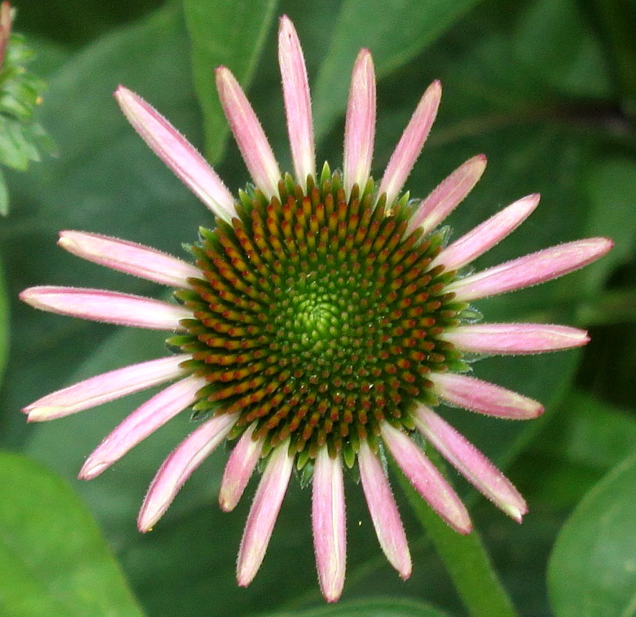 Image of Echinacea purpurea specimen.