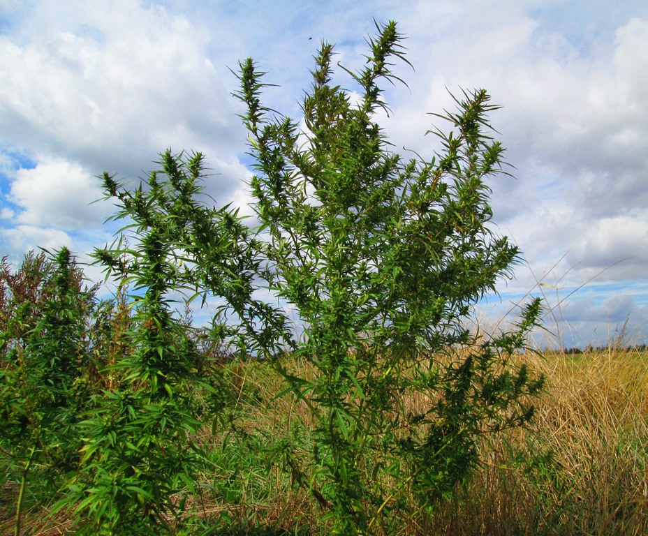 Image of Cannabis sativa var. spontanea specimen.