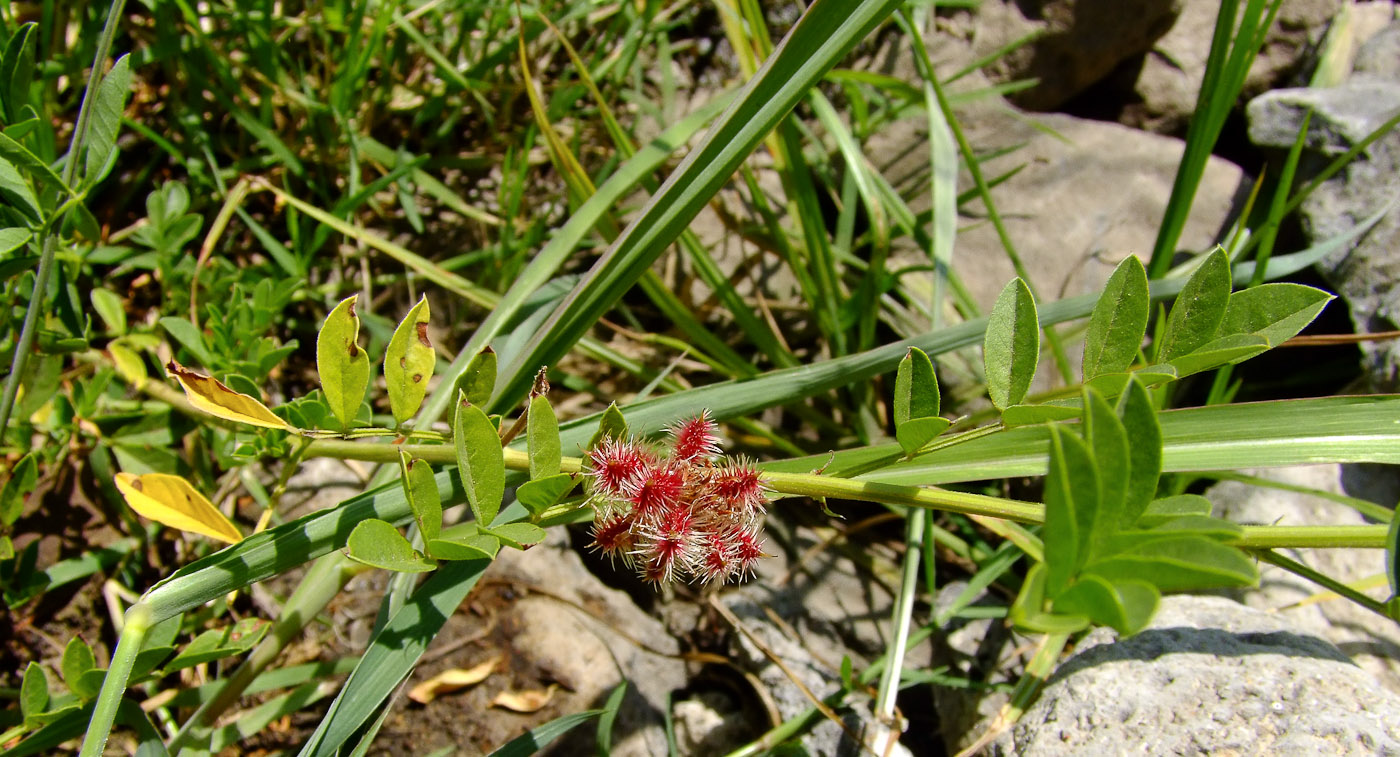 Изображение особи Glycyrrhiza echinata.