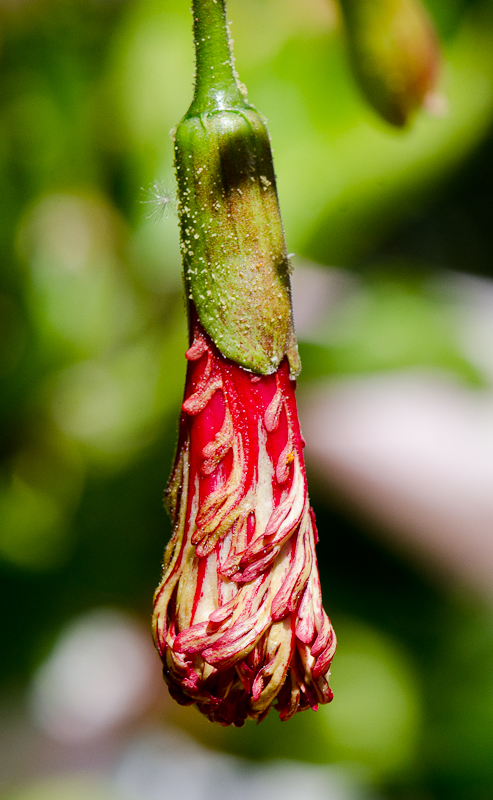 Image of Hibiscus schizopetalus specimen.