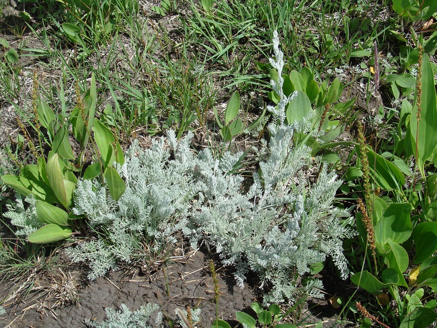 Изображение особи Artemisia nitrosa.